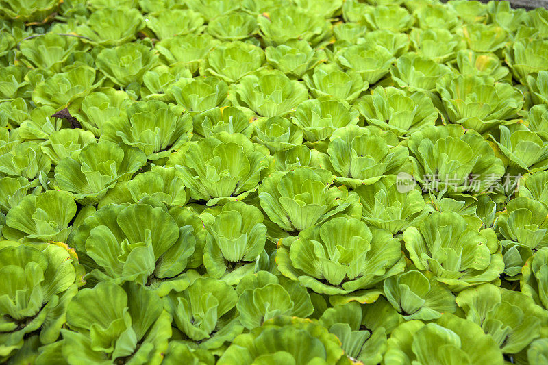 水生植物