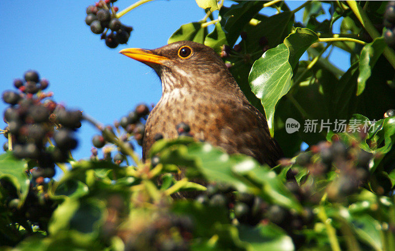 黑鸟坐在阳光下