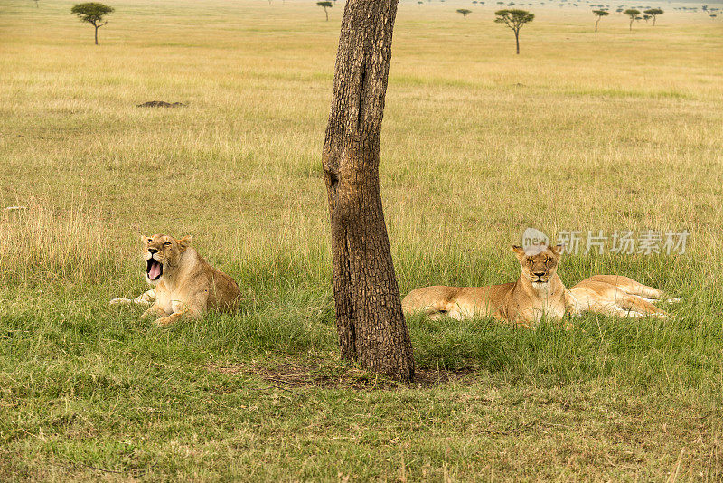三只母狮子在休息