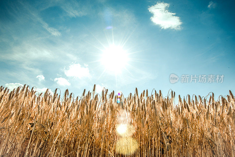 灿烂的夏日阳光照耀着金色的田野