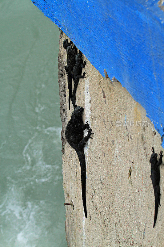 海鬣蜥爬墙