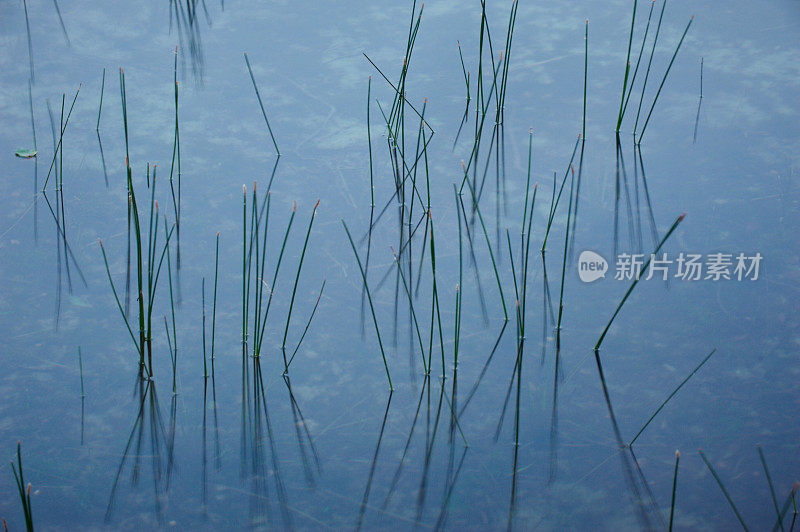 水生植物