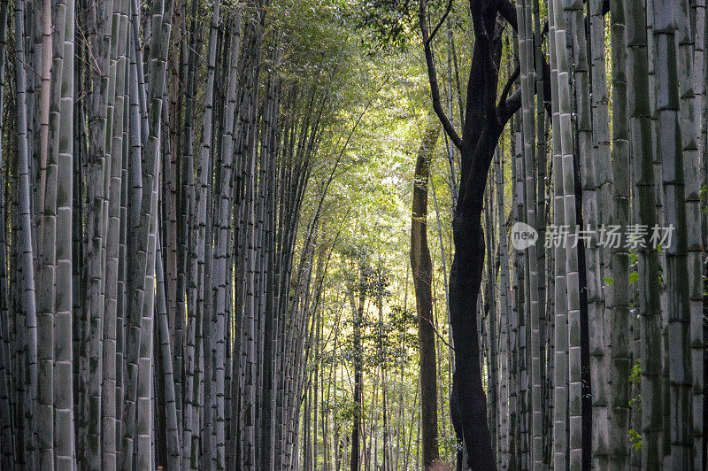 竹林-日本