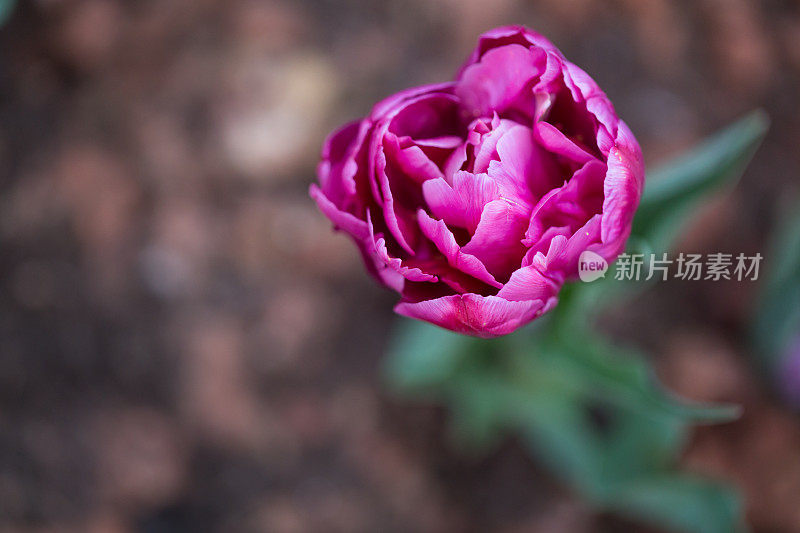 花园里的单瓣紫红色郁金香