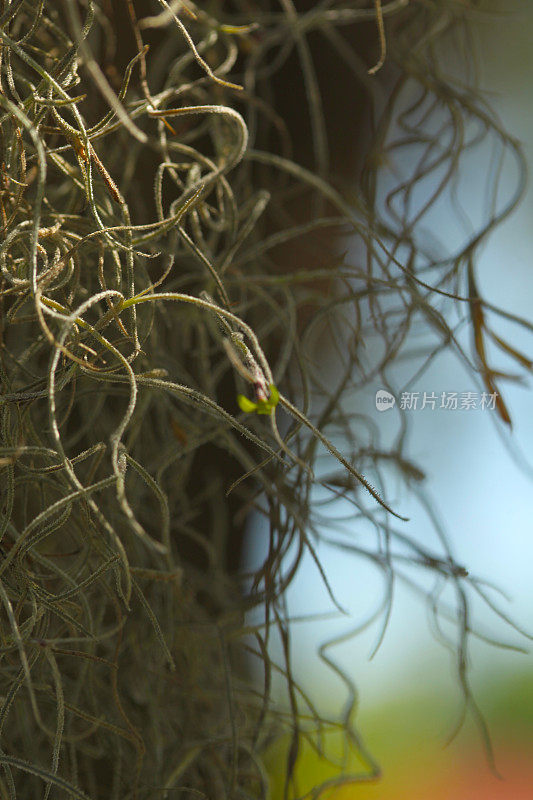 西班牙苔藓研究