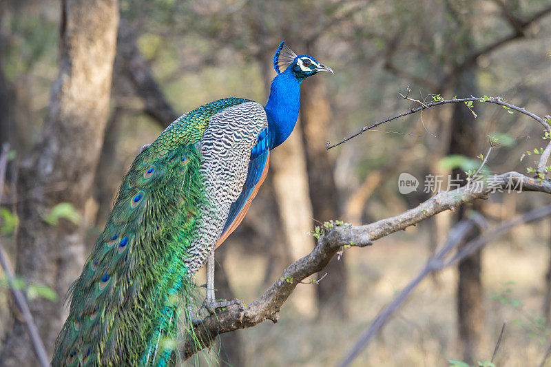 印度拉贾斯坦邦ranthambore国家公园的印度孔雀