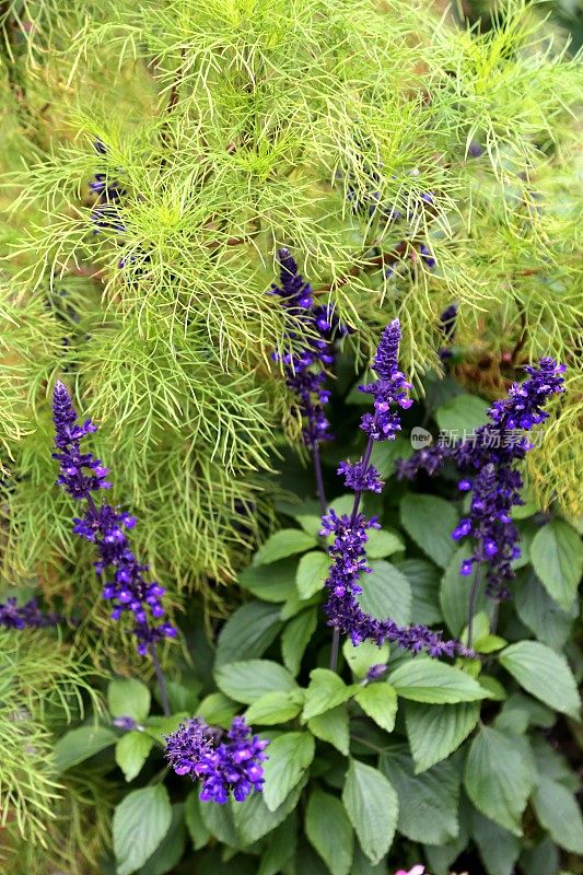 龙须菜和薰衣草