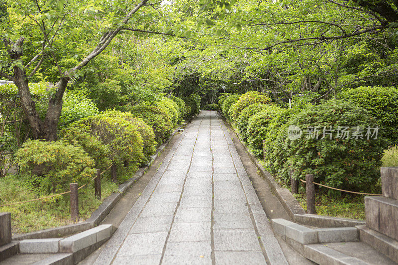 在日本京都，空荡荡的小路上有树