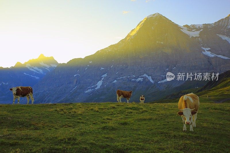 美丽的牛群和艾格，格林德沃之上:瑞士阿尔卑斯山的日出