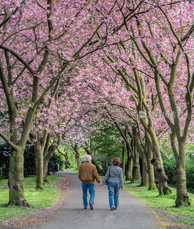 后视图在盛开的樱桃树下行走的老年夫妇