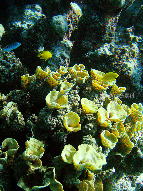 大堡礁的珊瑚