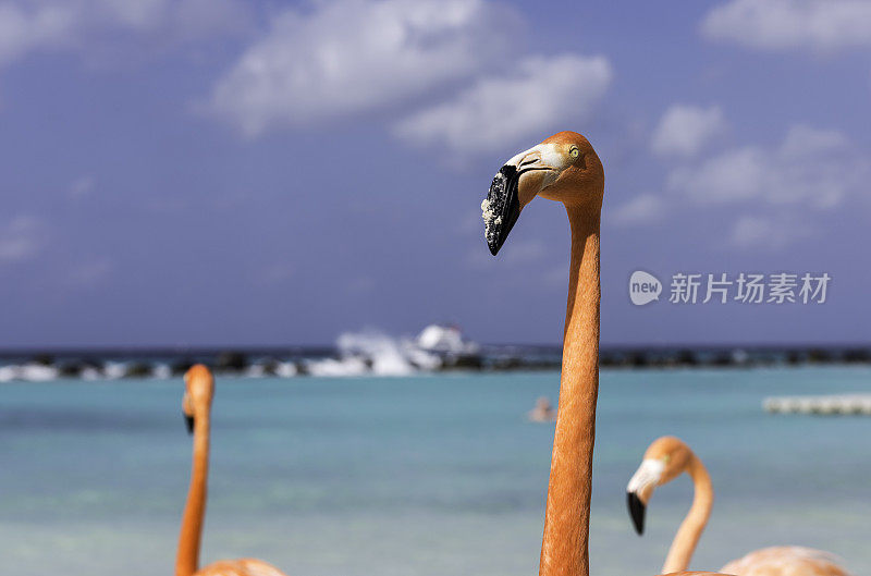 海滩上的火烈鸟