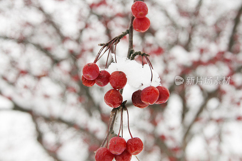 山楂在冰冻的冬天雪户外场景，特写选择焦点