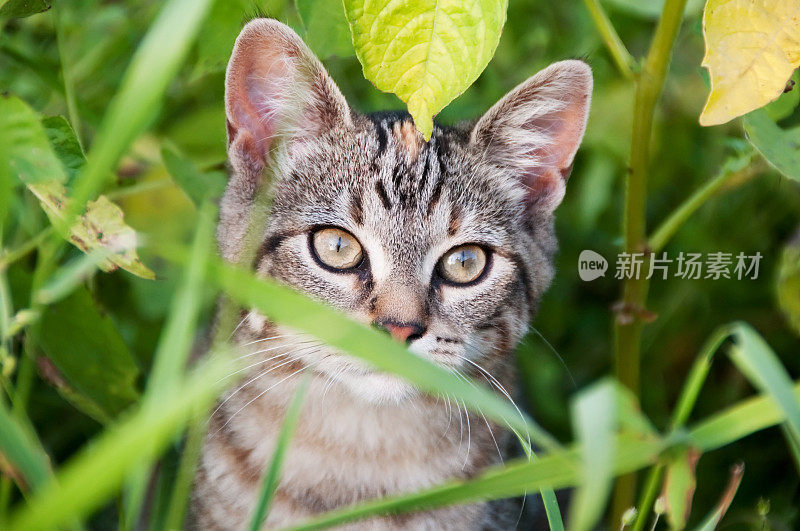 可爱的小猫躲在草丛里