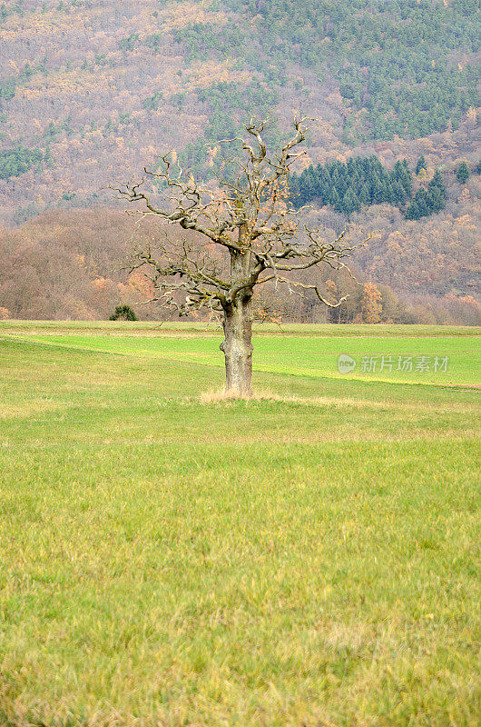 田野上一棵光秃秃的老橡树，紧靠着树木繁茂的小山