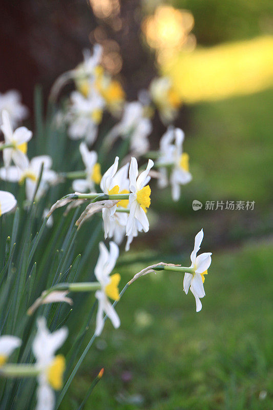 水仙花