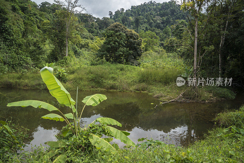 池塘在丛林