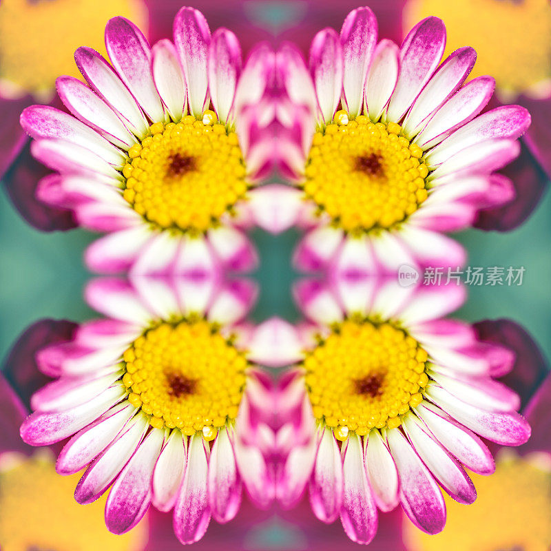 鲜粉红的菊花是花的宏观超现实形状的对称万花筒