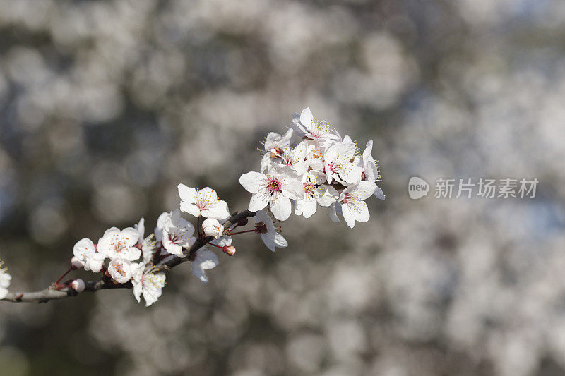 春天盛开的白花密兰梅花