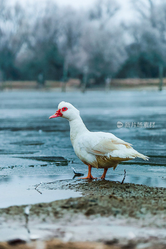 一只白色的鸭子站在多瑙河的冰面上