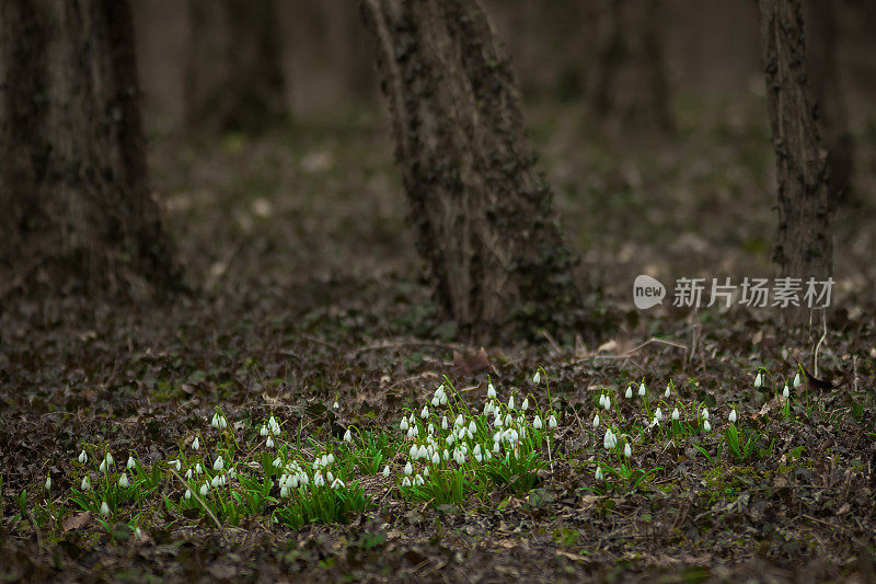 雪花莲