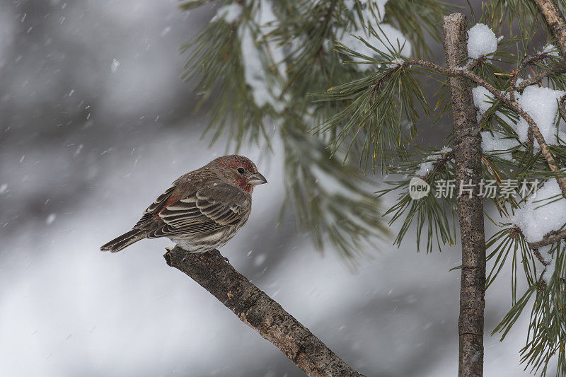 雄性家雀栖息在积雪的树枝上