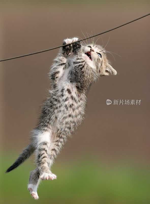猫挂在一根电线上