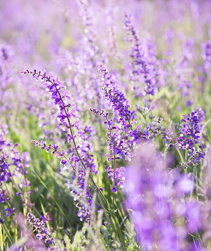 五颜六色盛开的紫色鼠尾草山地草地