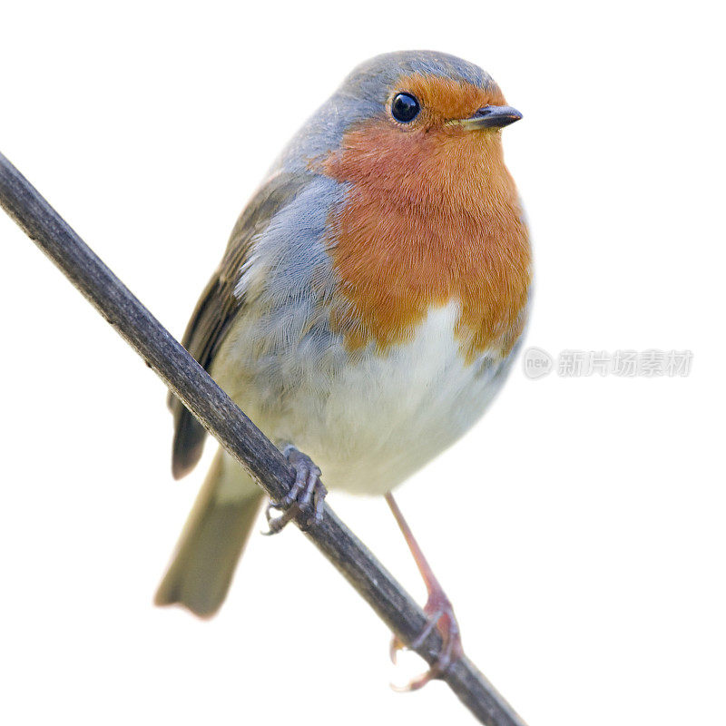 罗宾(红心rubecula)