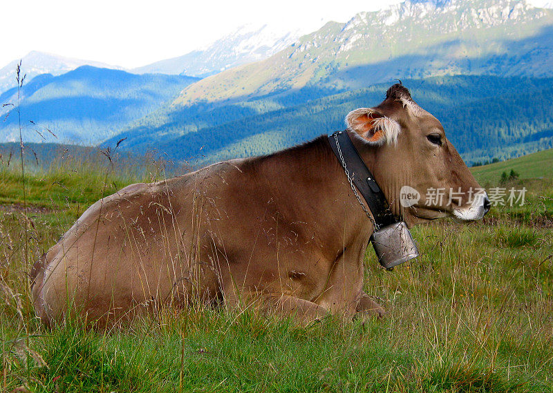 意大利Dolomites的奶牛和贝尔