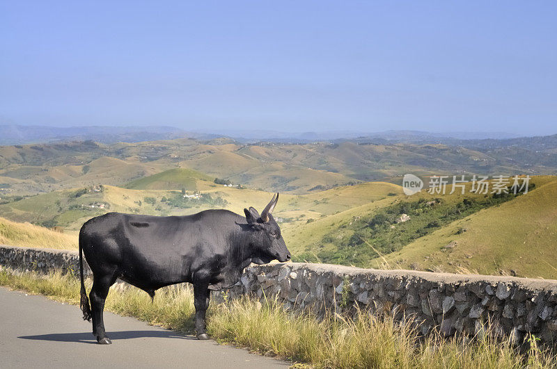夸祖鲁-纳塔尔省的公牛在外游荡