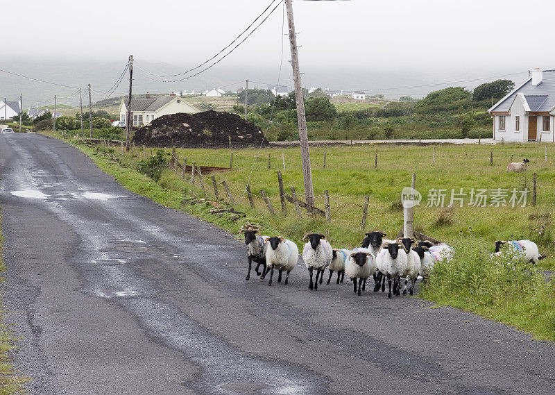 羊群过马路