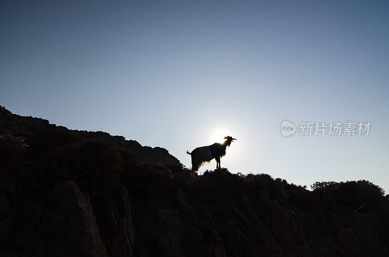 夕阳下一只山羊的剪影