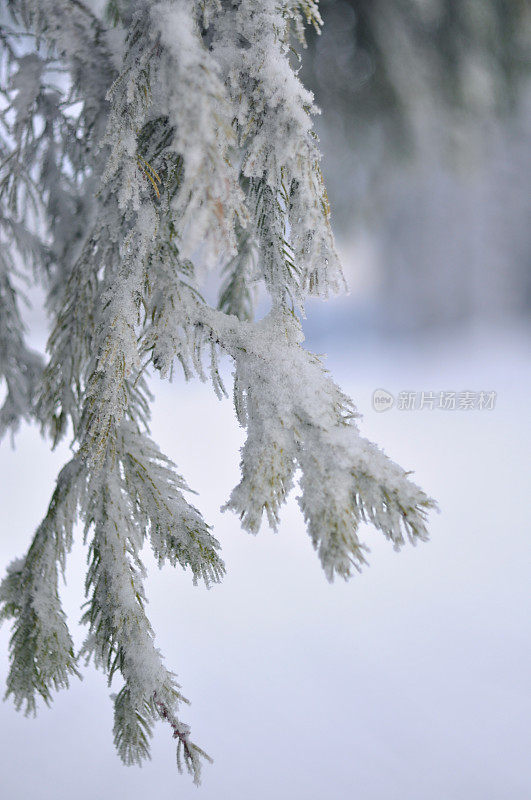 结霜的树枝
