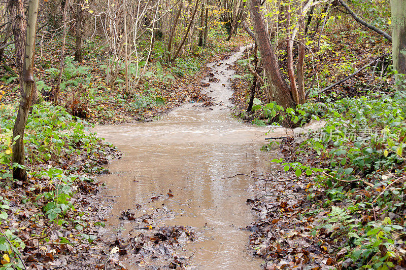 洪水——流入英国森林中的小溪的洪水