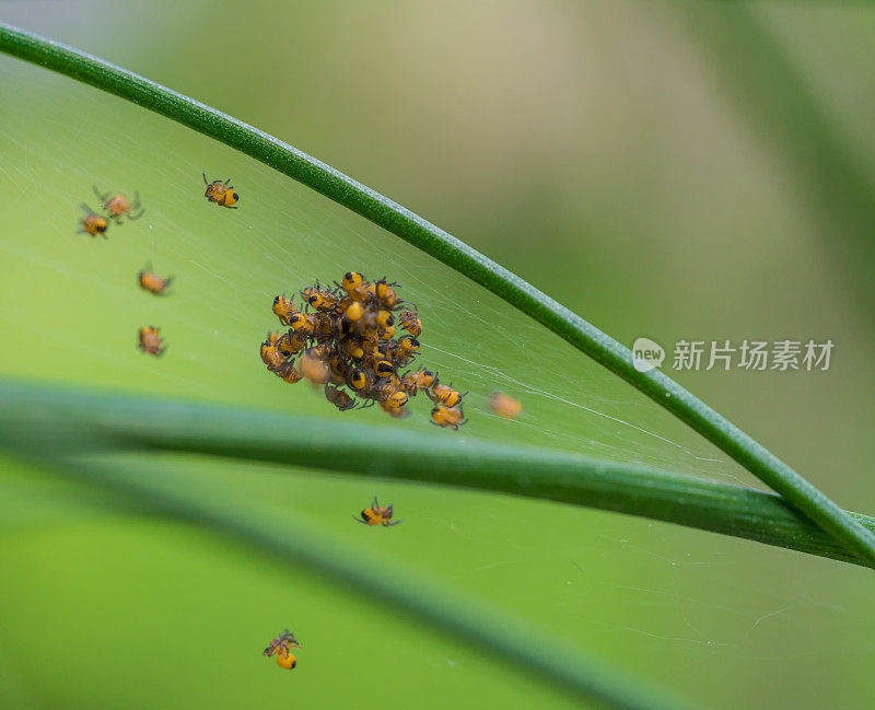 巢中花园蜘蛛的幼崽