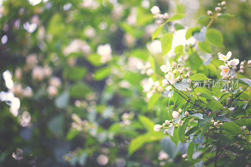 茉莉花(属素馨属)