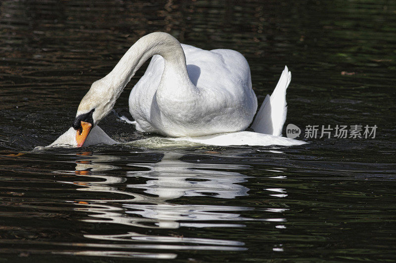 疣鼻天鹅天鹅颜色交配