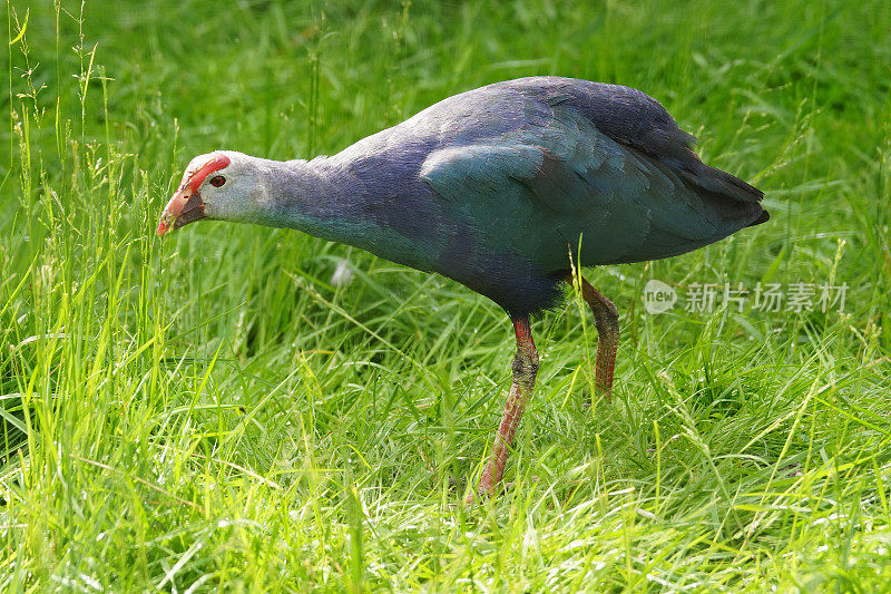 灰色头发紫色swamphen