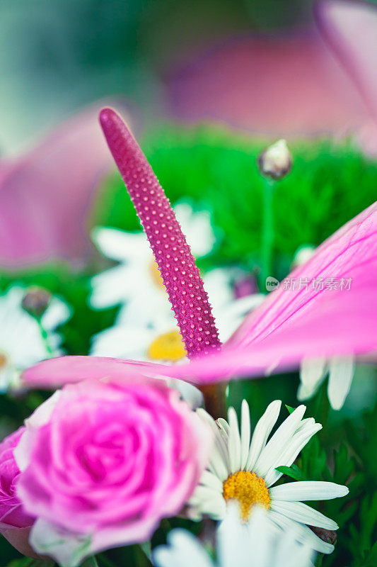美丽的花束，粉红色的玫瑰和雏菊
