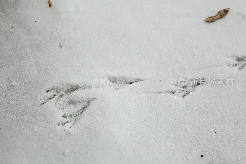 雪地里有鸟的脚印