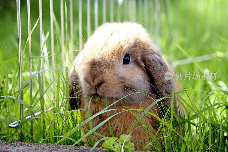 草丛中垂耳兔