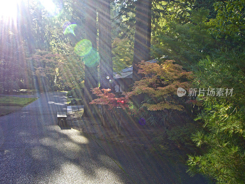 日本花园阳光镜头光晕落树灌木丛波特兰俄勒冈