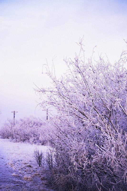 戏剧性的冬夜，树木被雪覆盖。美国科罗拉多州