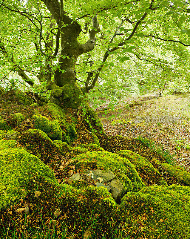 在森林里的苔藓覆盖的岩石上的多节的老山毛榉树