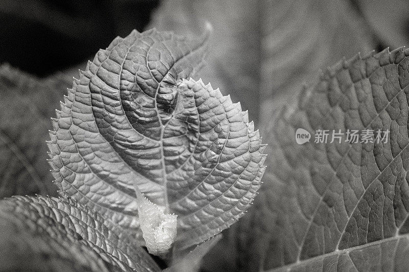 黑与白菌群组成