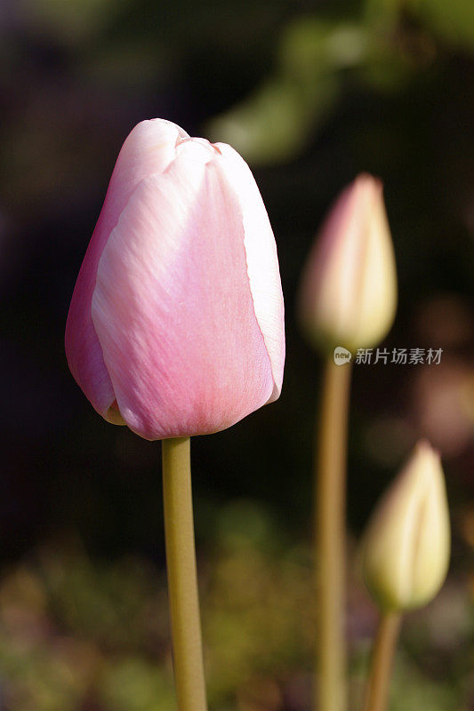 淡粉色郁金香花