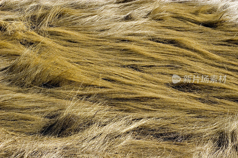 流淌的麦草看起来像头发。