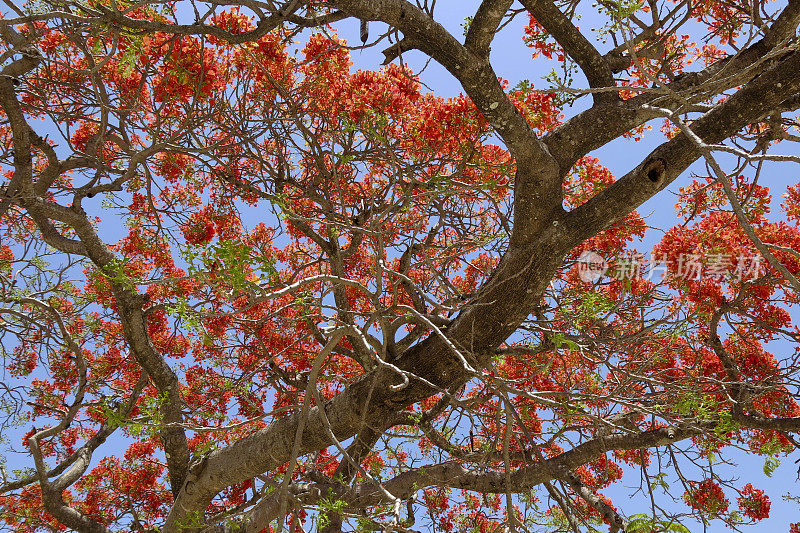 皇家Poinciana