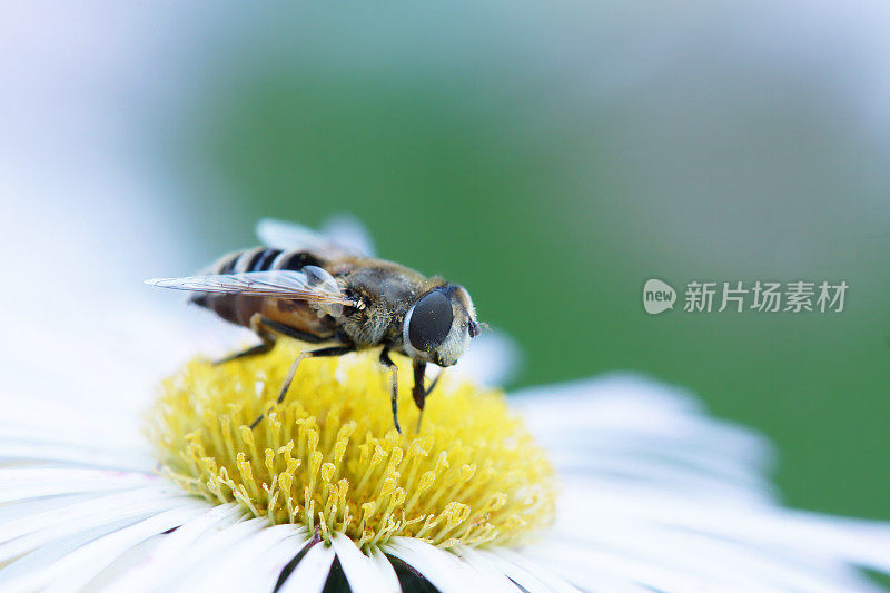 白紫菀上的粪蜂